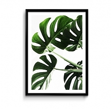 Monstera - plakat