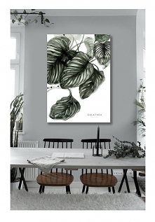 Calathea 50x70 cm