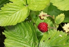 Poziomki – właściwości poziomek, poziomki dla urody, jak spożywać.