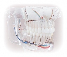 Dbaj o swoje zęby odwiedzając regularnie stomatologa