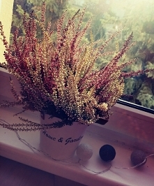 U kogo jeszcze w domku goszczą wrzosy? :)