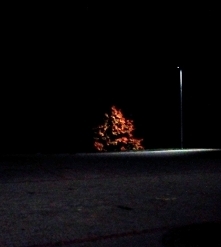 A nocą,... drzewa się złocą.