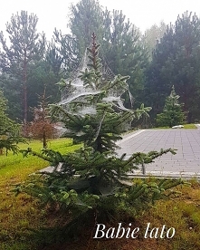 Nici wytwarzane przez pająki i unoszone przez wiatr.Złota jesień,okres pięknej i ciepłej pogody.Babim latem nazywa się metaforycznie ;późne lato albo wczesna jesień ludzkiego ży...