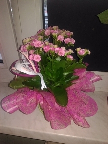 w końcu mam i ja :) - kalanchoe :)