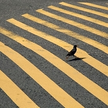 Zielone,żółte,czerwone.STOP,bo w życiu trzeba kroczyć dużymi , małymi krokami .Droga długa i szeroka.Mam skrzydła i chodzę.