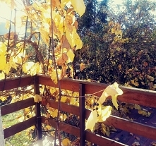 Mam nadzieję, że to nie ost...