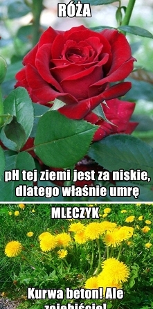 Są dwa rodzaje kwiatów...