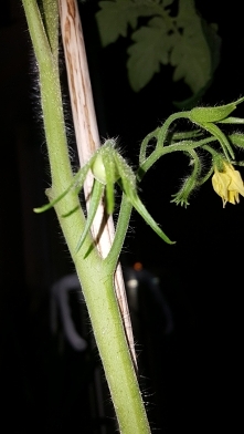 Mój pomidorek:-):-):-)