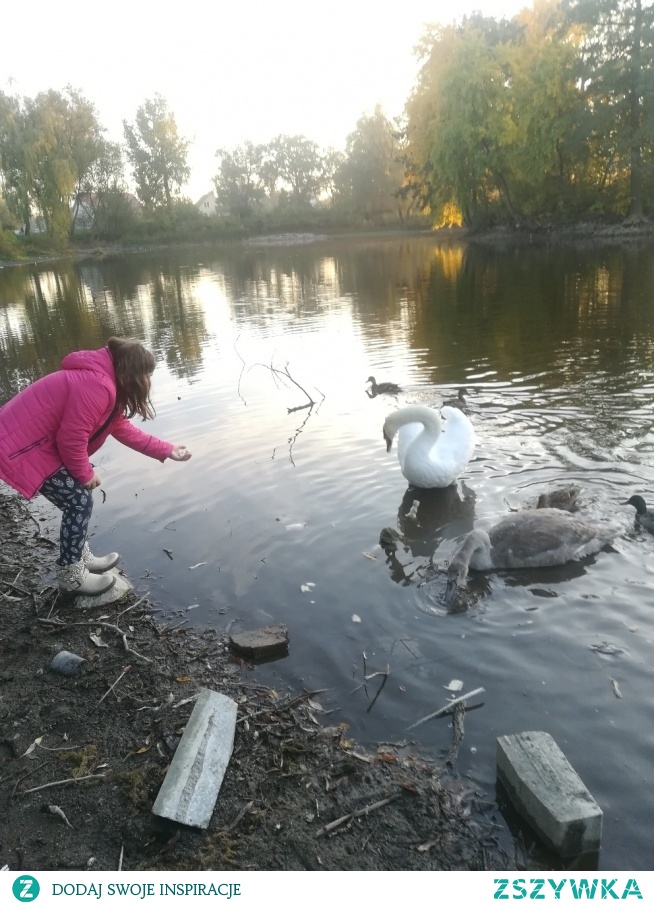 Karmienie łabędzi