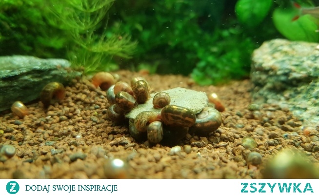 Ślimaki ucztują :)