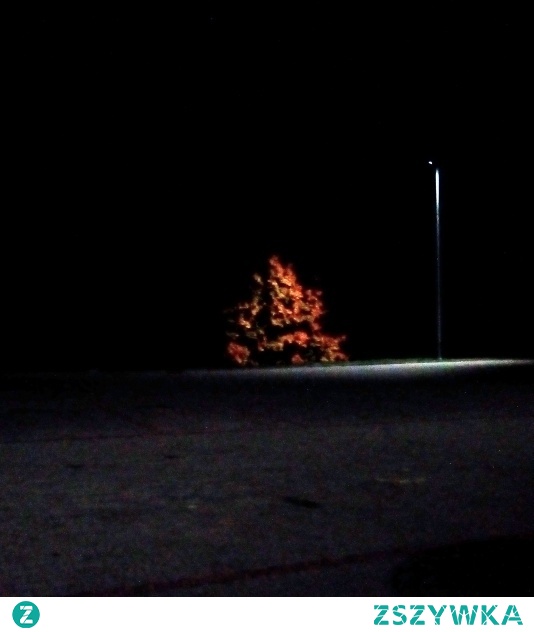 A nocą,... drzewa się złocą.