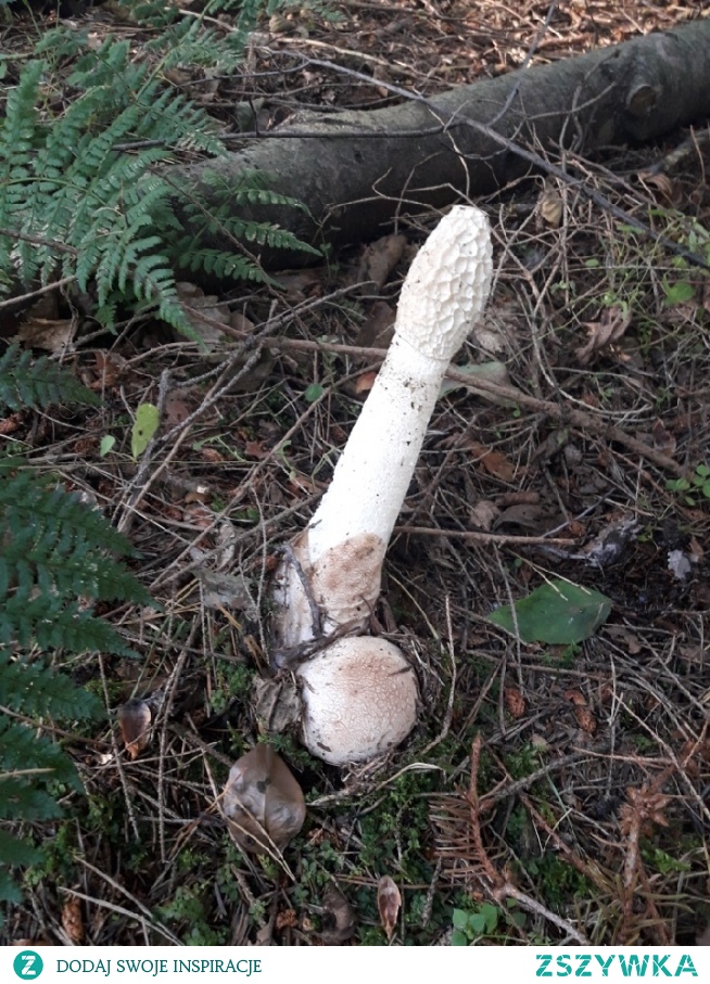 grzybek...