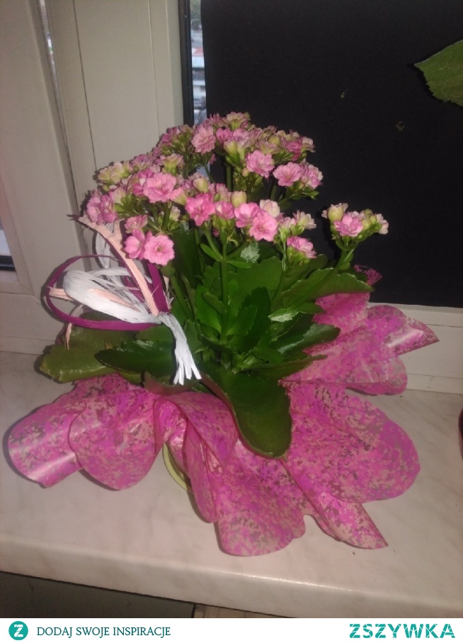 w końcu mam i ja :) - kalanchoe :)