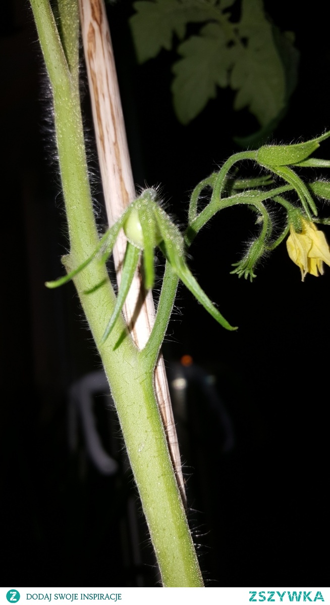 Mój pomidorek:-):-):-)