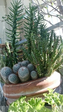 Samotny kaktus na balkonie stoi , w domu tyle się dzieje a jego nic nie obchodzi. Rośnie wolno z kolców energia tryska, bujnym kwieciem też nie zachwyca - zielony egoista. Nieje...