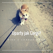 Czy pies ma charakter? Zastanawialiście się kiedyś, czy pies może mieć charakter? Czy psy mają uczucia? Często przypisujemy psom wiele ludzkich cech, a nawet interpretujemy mimi...