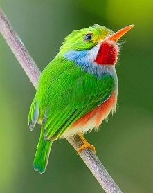Cuban tody