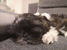 Szczeniak Shih tzu 