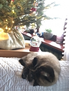 WESOŁYCH ŚWIĄT składamy z BAZYLKIEM