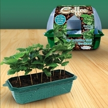 Domowa hodowla KAWY od Toys4Boys