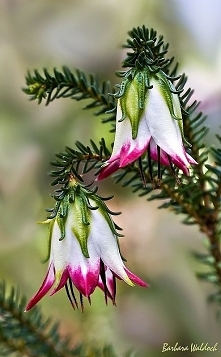Darwinia meeboldii