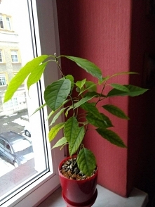 jeszcze jedno awokado :)