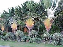 Pielgrzan madagaskarski