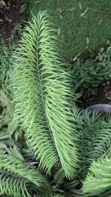 Cycas Longipetiolula