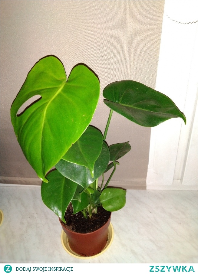 nowy nabytek- monstera :)