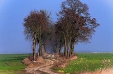 Dokąd ta droga prowadzi, między zielenią pól i błękitem porannego nieba? Już wkrótce się dowiecie. Robimy pierwszy krok i odważnie ruszamy w ciemny tunel między drzewami. Przygo...