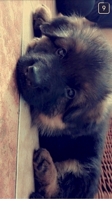 Pies to terapeuta i przyjaciel rodziny..
