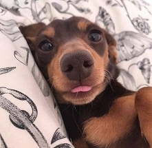 I love you sweet dog 