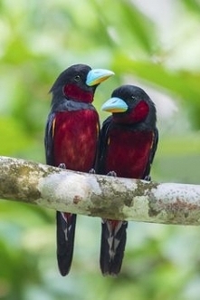 Szerokodziób białoskrzydły