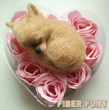 Chihuahua broszka 
Chihuahua brooch / broszka Chihuahua #needlefeltedchihuahua #Chihuahua #Chihuahualonghaired #Chihuahuadługowłosa #cziłała #softsculpture #minidogbrooch #sleep...