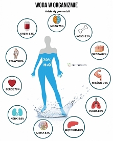 Gdzie w organizmie gromadzi się woda?