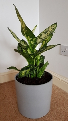 Na pocieszenie po stracie jednego z kwiatuszkow.