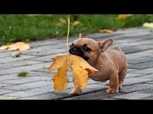 Funny And Cute French Bulldog Puppies Compilation #9