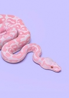 Pink snake