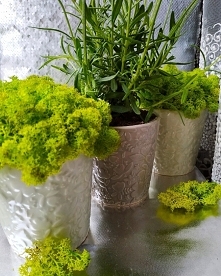 Trochę zielonego w szary dz...