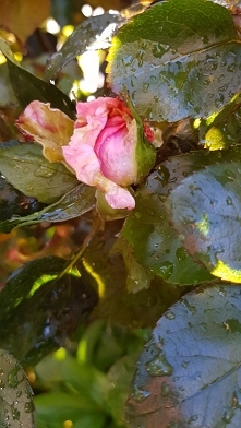 Stopniowo ukazuja mi swoje piekno ;)