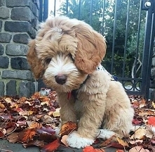 Maskotka czy piesek?