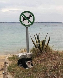 Zakaz nakaz a po lewej pies pływa !