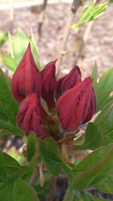 Azalia wielkokwiatowa Gibraltar <3 piękny kwiat i intensywny kolor ;)