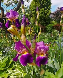 Sezon na irysy już otwarty! Cieszmy oko dopóki można