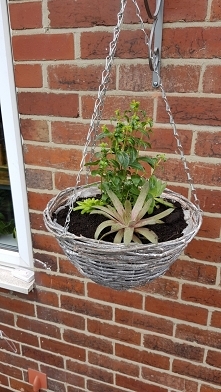 Maly akcent przed domem. Juz nie moge sie doczekac az sie rozrosna ;)