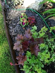 Żurawka i pokrywki już posa...