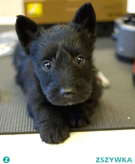 ojoj jaki śliczny ^^