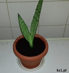 Rozsadzanie sansewierii gwinejskiej.