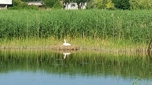 Łabędzica wysiaduje jajka, aż szkoda, że nie mam porządnego aparatu, telefonem z odległości wychodzi jak wychodzi.