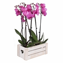 Storczyki w skrzynce